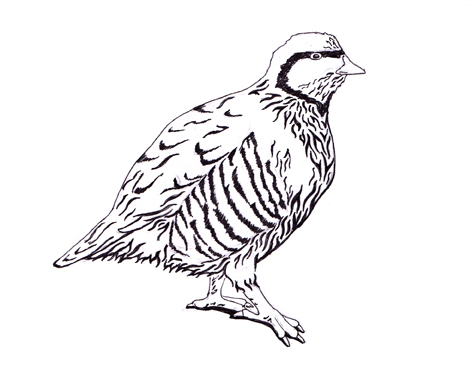 472x374 Chukar Partridge