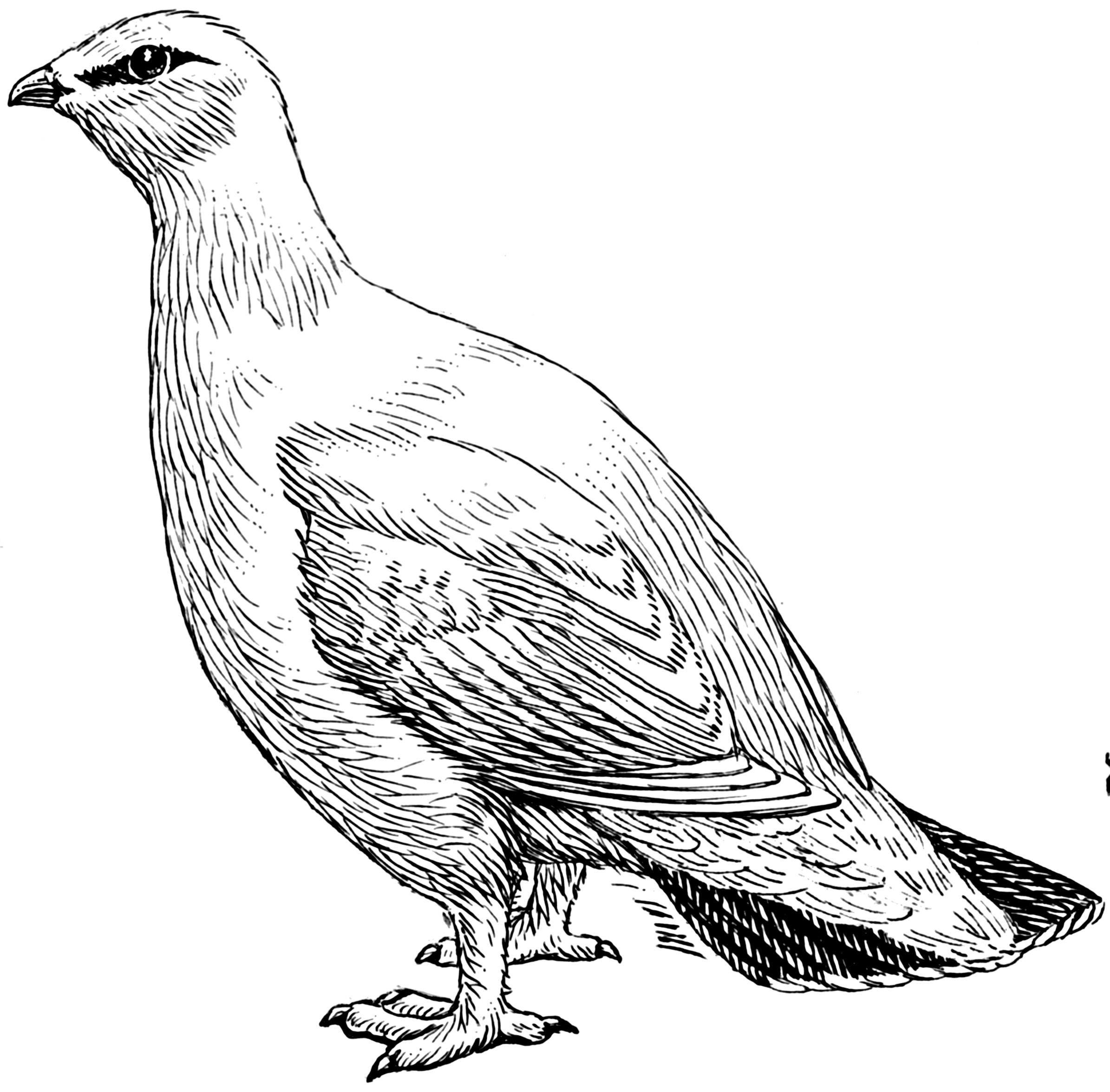 2390x2352 Fileptarmigan