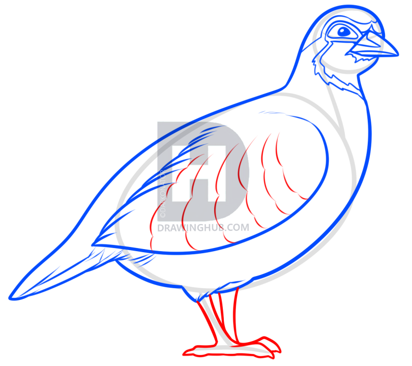 810x720 How To Draw A Partridge, Step