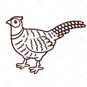 300x300 photostock vector french partridge game bird pheasant family