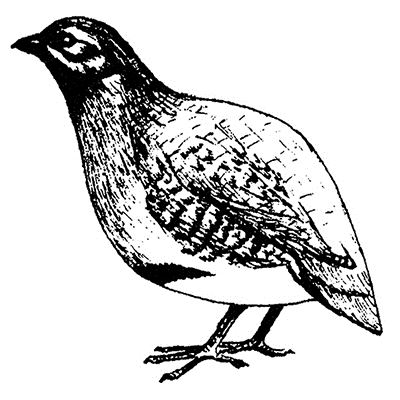 400x400 The English Stamp Company Partridge