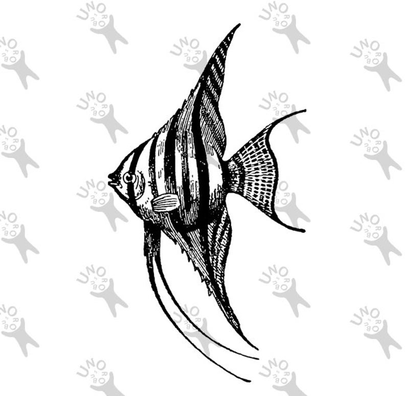 794x774 Vintage Image Angelfish Drawing Clipart Fish Instant Download Etsy