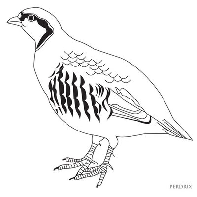 400x400 Poppy Partridge