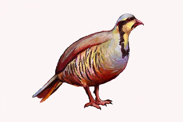 750x500 Watercolor Partridge Bird Vector