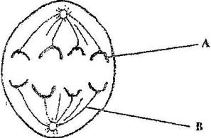 297x195 The Diagram Shows Microscopic Detail From A Human Lung