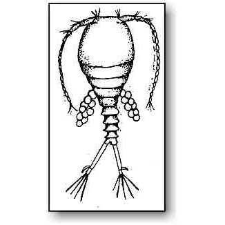 326x326 Cyclops Microbus Microscope Educational Website