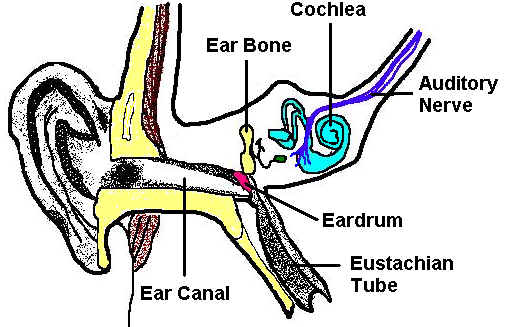 505x327 Parts Of The Ear Worksheet