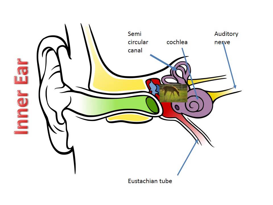 960x720 parts of the ear goode