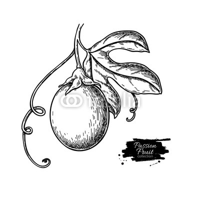 400x400 Passion Fruit Branch Vector Drawing Hand Drawn Tropical Food
