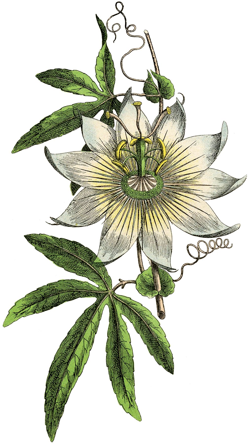 Passion Flower Drawing