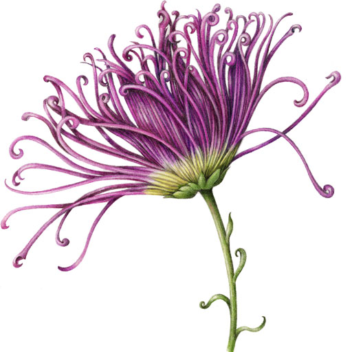 512x512 Flowers Botanical Artist Illustrator, Learn To Draw Art Books