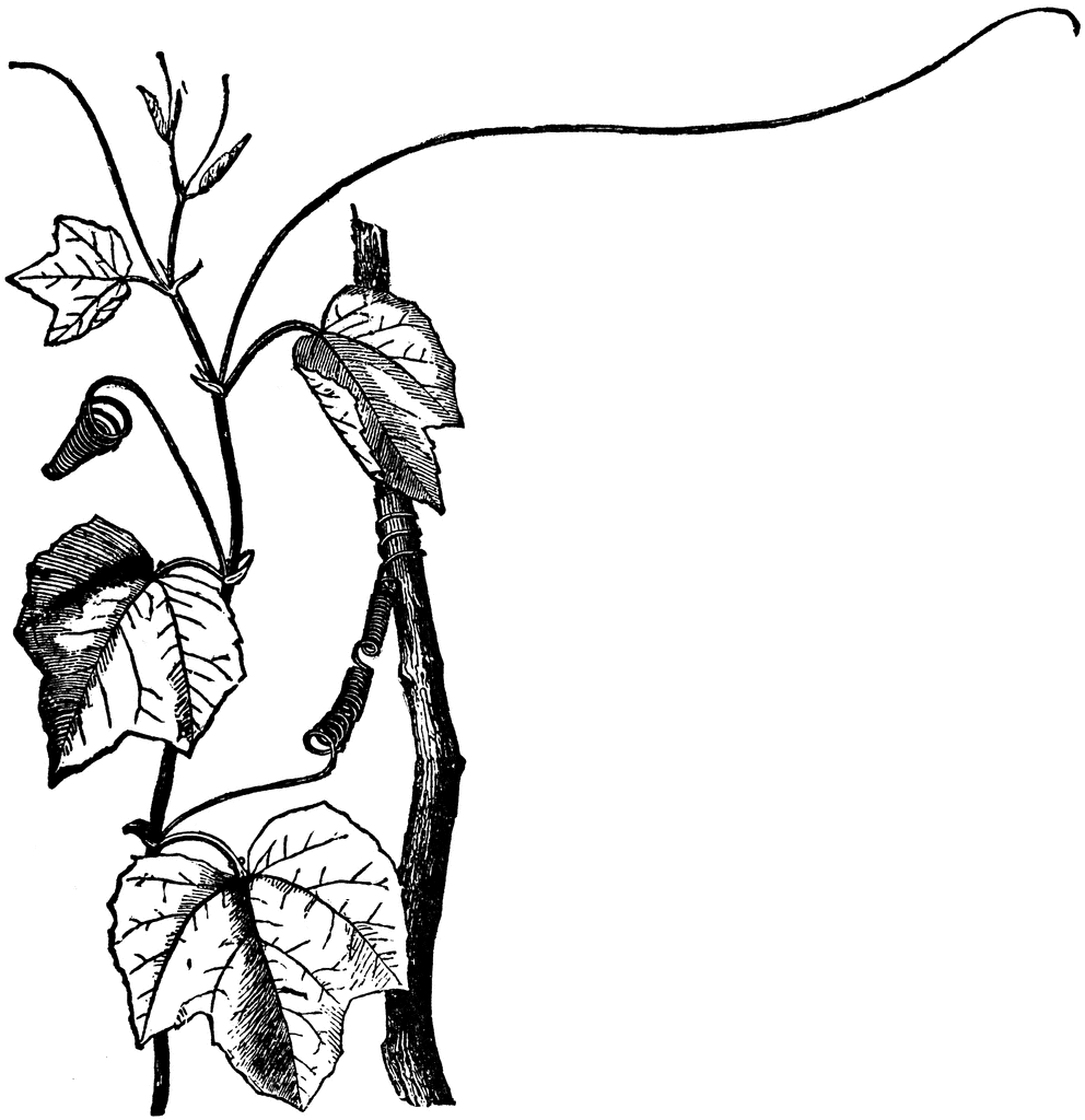 992x1024 Passion Flower Clipart Etc