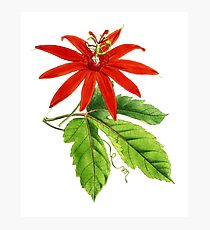 210x230 Passionflower Drawing Photographic Prints Redbubble