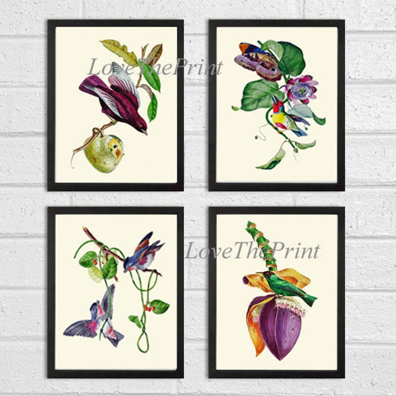 794x794 Bird Print Set Of Prints Beautiful Antique Butterfly Passion Etsy
