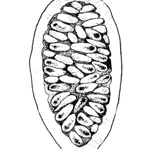 300x300 Hand Drawn Background Of Cambuci And Banana Passionfruit Drawing