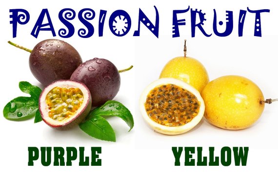 570x361 Heirloom Purpleyellowmix Passion Fruit Seeds Passiflora Etsy