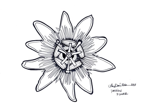 570x414 Passion Fruit Flower Drawing