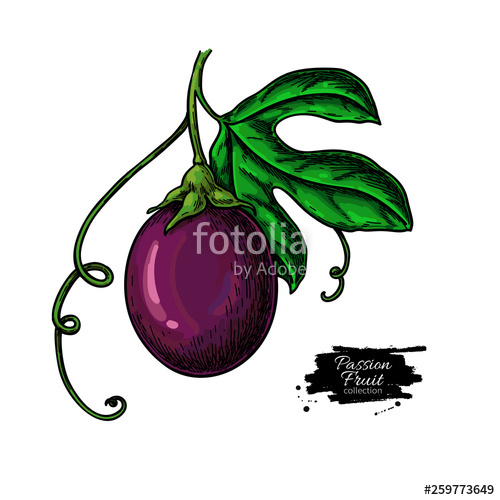 500x500 Passion Fruit Branch Vector Drawing Hand Drawn Tropical Food