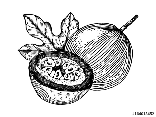 500x375 Passion Fruit Engraving Vector Illustration