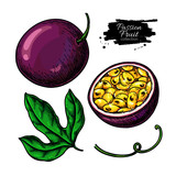 160x160 Passion Fruit Vector Drawing Set Hand Drawn Tropical Food