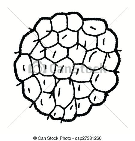 450x470 Custard Apple Drawing