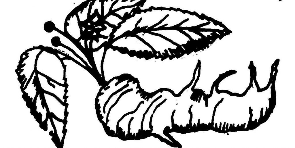 1024x515 april passover the bitter herbs lunchtime prayer for israel