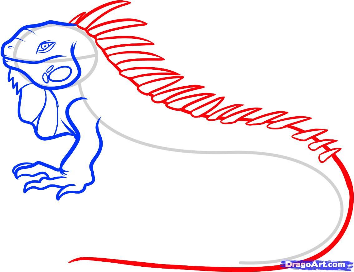 1135x870 How To Draw An Iguana Step Passport Drawings, Art, Online