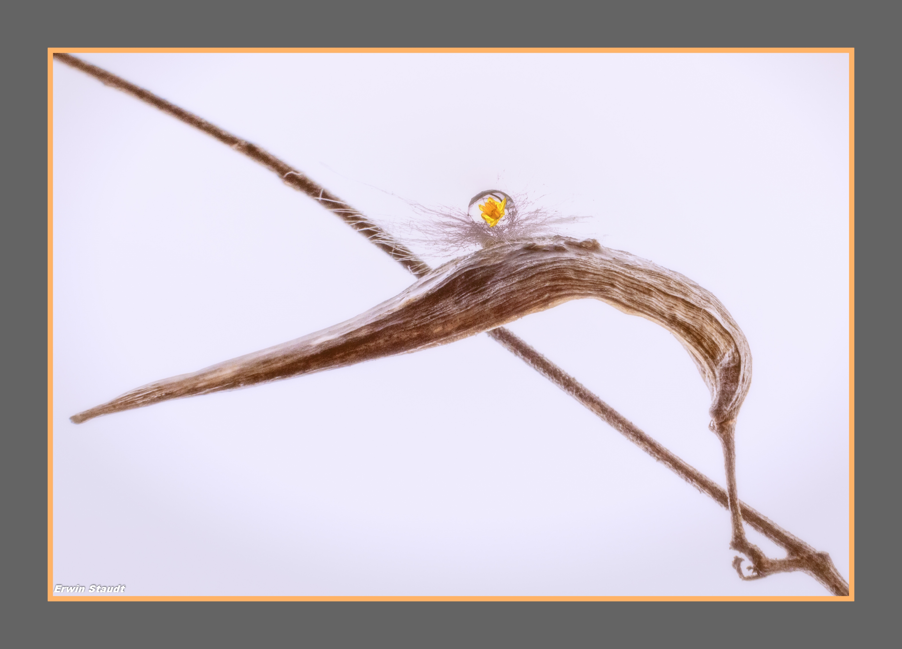 3151x2269 Wallpaper Drawing, Macro, Branch, Insect, Germany, Pastel