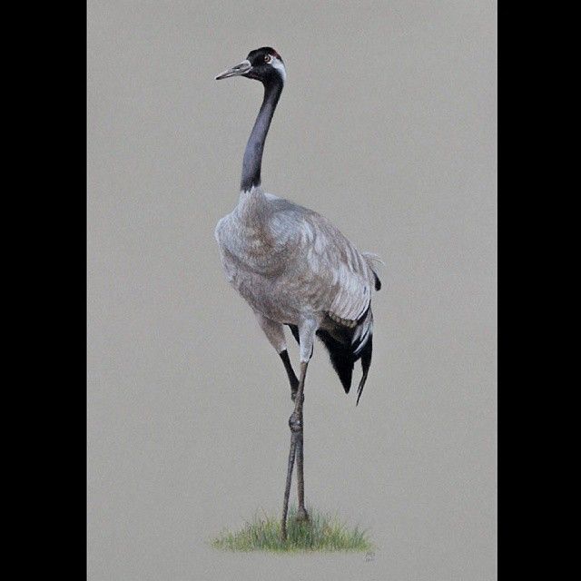 640x640 crane, pastel, pastel pencils