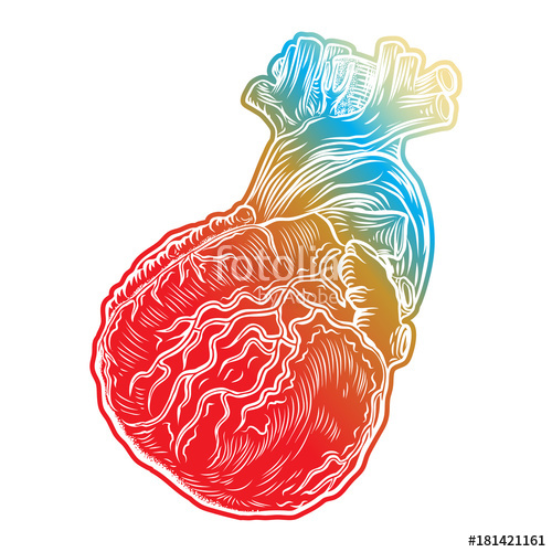 500x500 Sketch Of Human Heart Hand Drawn Anatomical Boho Style Drawing