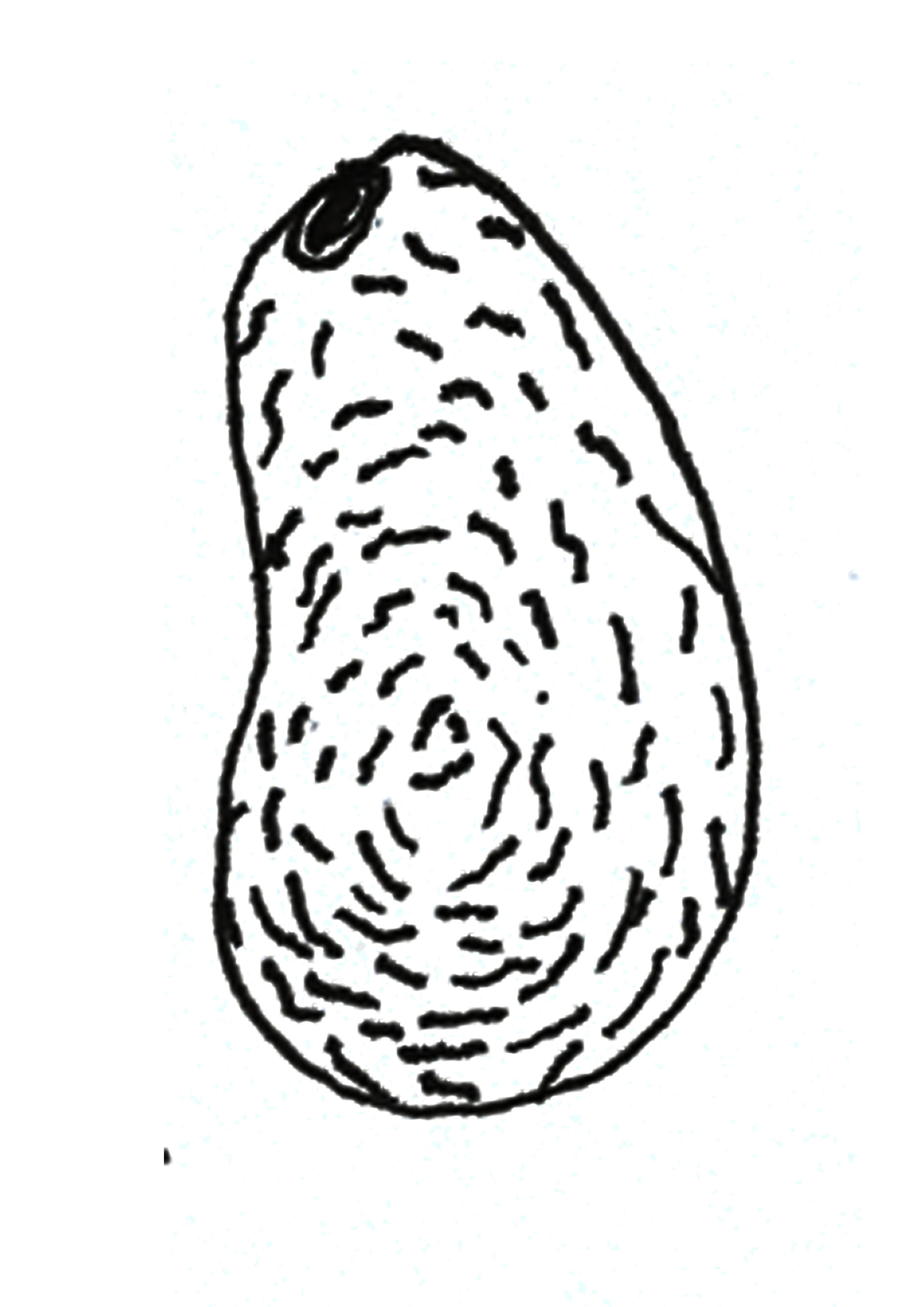 2480x3508 Drawing Jordan Dunning's Blog