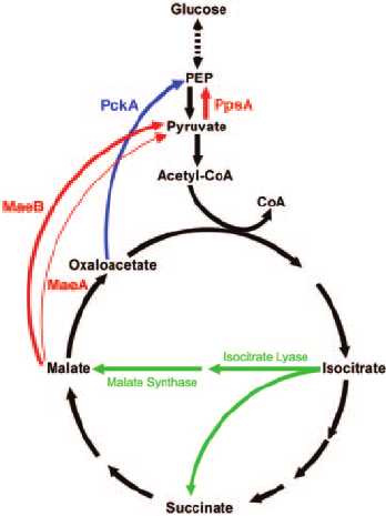 348x465 Schematic Drawing Of The Gluconeogenic Pathway In Micro Organisms