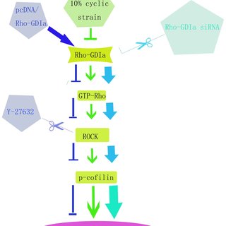 320x320 Schematic Drawing Outlining The Pathway Of The Rhogdp Dissociation