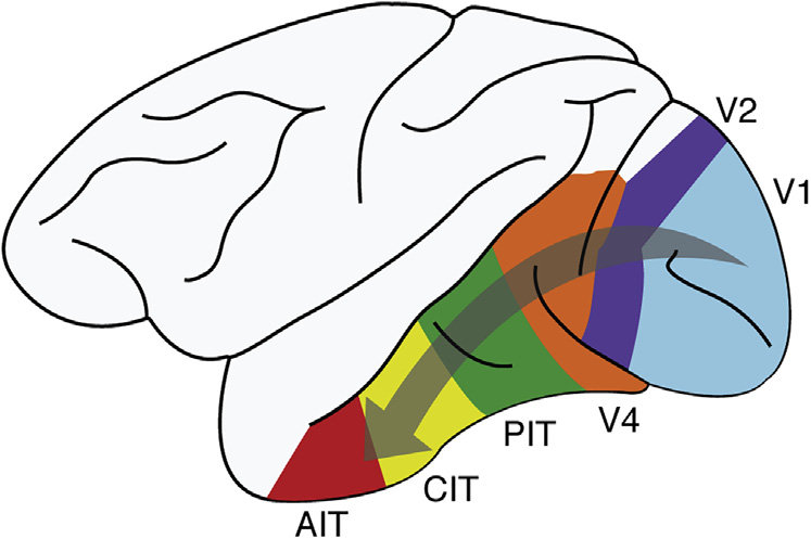 747x497 Cartoon Of The Form Vision Pathway Download Scientific Diagram