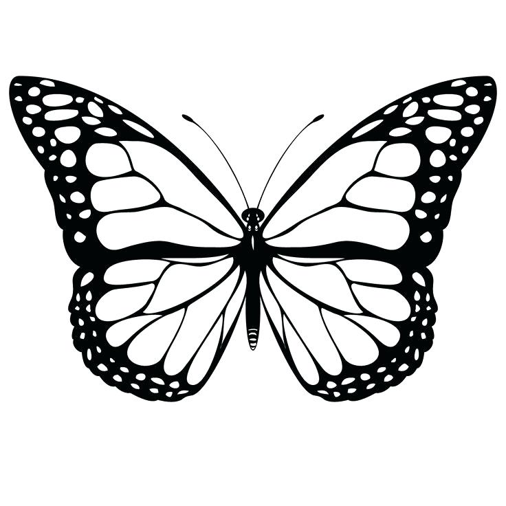 736x736 Drawing Butterfly Please If You Are Located In A Butterfly Drawing