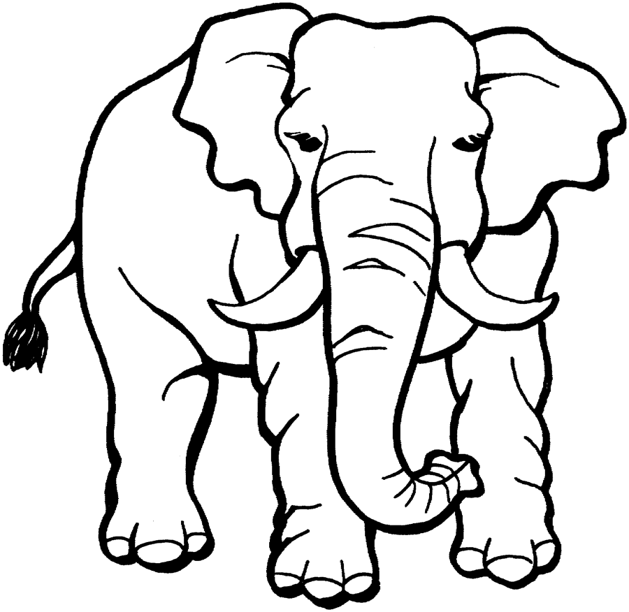 900x876 Download Elephant Coloring