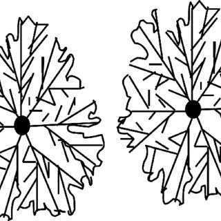 320x320 Line Drawing Graphics Of Typical Sea Weed Crystal Patterns