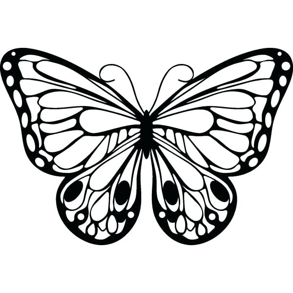 600x600 Butterfly Wing Template Drawing Pattern Evolution Patterns Easy