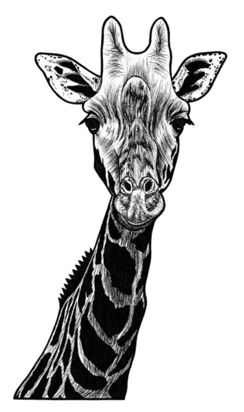 355x600 Giraffe Drawings Fine Art America