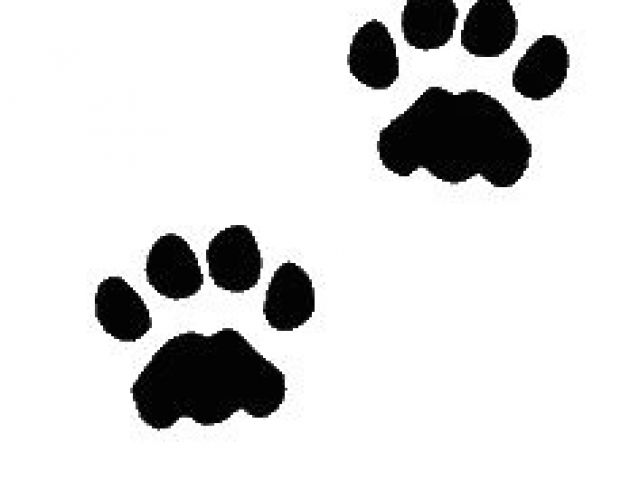 640x480 Drawing Of A Dog Paw Print Best Tattoo Paws Feet Images Dog Paw