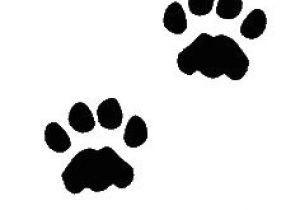 300x210 Drawing Of A Dog Paw Print Paw Print Games Drawings Dog Paws