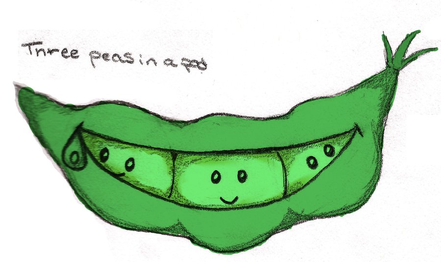 Pea Pod Drawing Free download on ClipArtMag