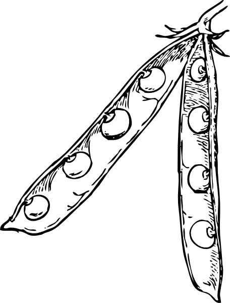456x600 Pea Pod Clip Art Free Vector In Open Office Drawing