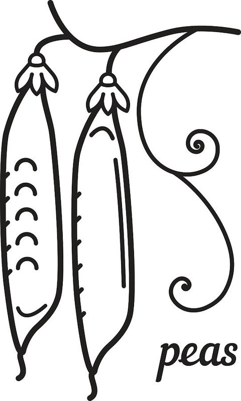 480x799 A Pea Pod Linear Vector Illustration Art Print