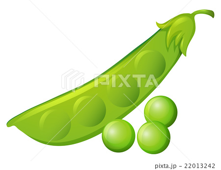 450x346 Peapod Drawing Illustrations
