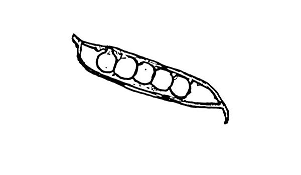 600x350 Inch Pea Pod Rubber Stamp
