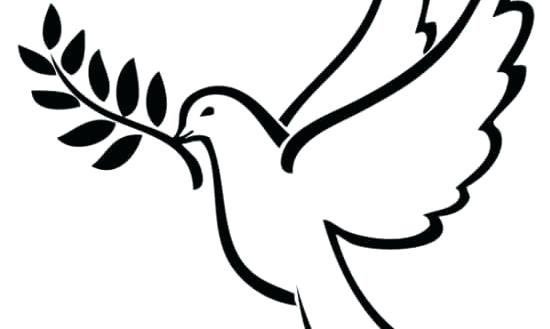 550x329 How To Draw An Easy Dove Learn How To Draw A Peace Dove How
