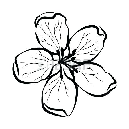 Peach Blossom Drawing | Free download on ClipArtMag