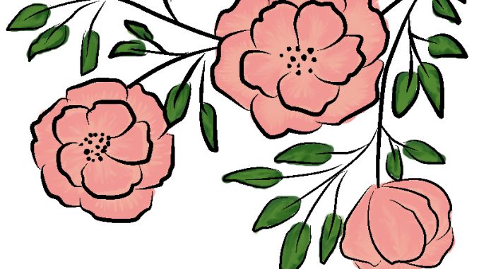 678x381 Line Art Flower Drawing Day Kanzan Cherry Blossom Floral