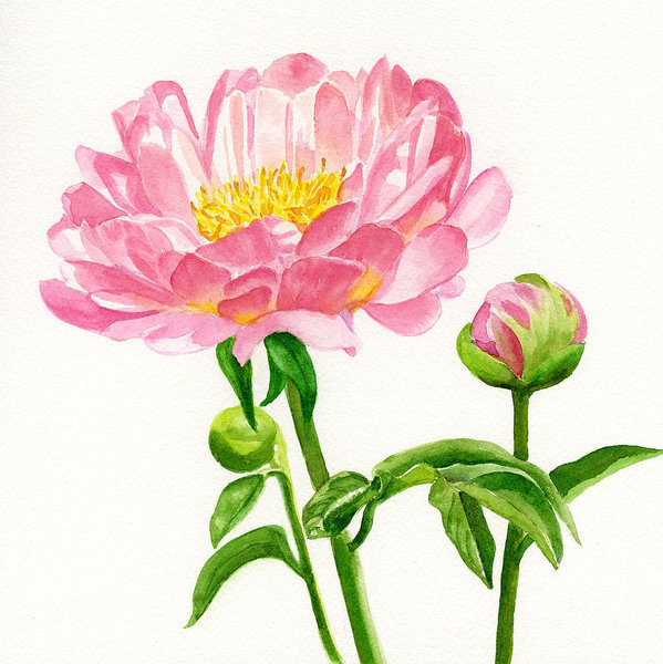 599x600 Peach Blossom Art Fine Art America